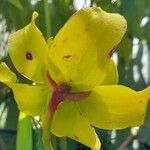 Sarracenia × swaniana Flower