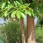 Alstonia scholarisList