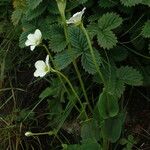 Parnassia nubicola عادت