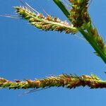 Echinochloa crus-galli Flower