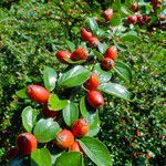 Cotoneaster divaricatus Ліст