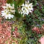 Amelanchier stolonifera Цвят