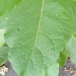 Nicotiana sylvestris Leht