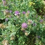 Medicago sativaFlower