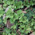 Saxifraga cuneifolia Лист