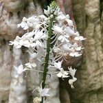 Calanthe triplicata फूल