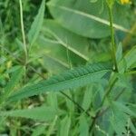 Bidens aristosa Leaf