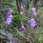 Cynorkis purpurascens Fiore