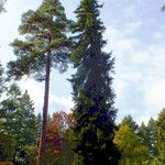 Picea mariana Blatt