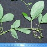 Galactia striata अन्य