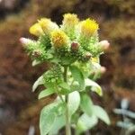 Pentanema squarrosum Flower