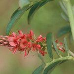 Indigofera hirsuta Flor