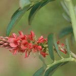 Indigofera hirsuta Квітка