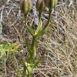 Lilium albanicum