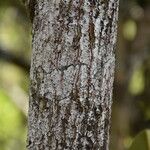 Labourdonnaisia glauca 樹皮