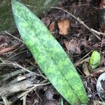 Eulophia maculata Leaf