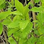 Forsythia viridissima Leaf