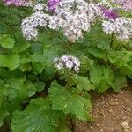 Pericallis steetzii Hábito