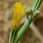 Chondrilla juncea Flower