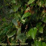 Aristolochia altissima Habit