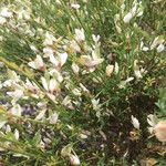 Cytisus multiflorus Flower
