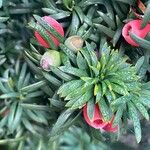 Taxus