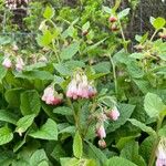 Symphytum grandiflorum Flower