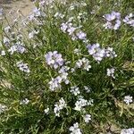 Cakile maritima 花