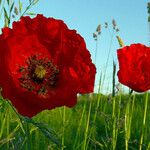 Papaver rhoeas Цвят