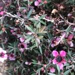 Leptospermum scoparium Leaf