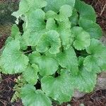 Saxifraga rotundifolia Leht