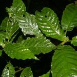 Psychotria jimenezii Leht