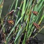 Carex magellanica Habitat