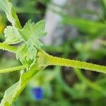 Erodium laciniatum Corteccia