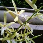 Miltonia flavescens Λουλούδι