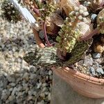 Drimiopsis burkei Лист