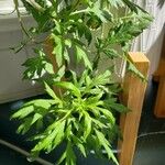 Artemisia argyi Hoja