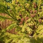 Cryptomeria japonica পাতা