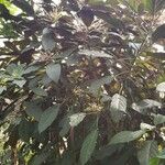 Clerodendrum quadriloculare عادت داشتن