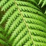 Dicksonia antarctica 葉