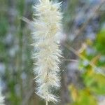 Melica ciliata Flower