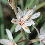 Asphodelus macrocarpus Flor