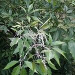 Vitex negundo പുഷ്പം