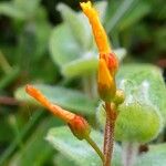 Hypericum elodes Flower