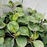 Peperomia magnoliifolia പുഷ്പം