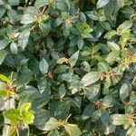 Lonicera acuminataपत्ता