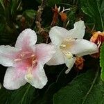 Weigela florida Çiçek