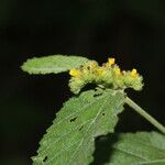 Waltheria glomerata Kvet