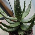 Aloe aculeata Hostoa