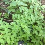 Parietaria floridana Hábito